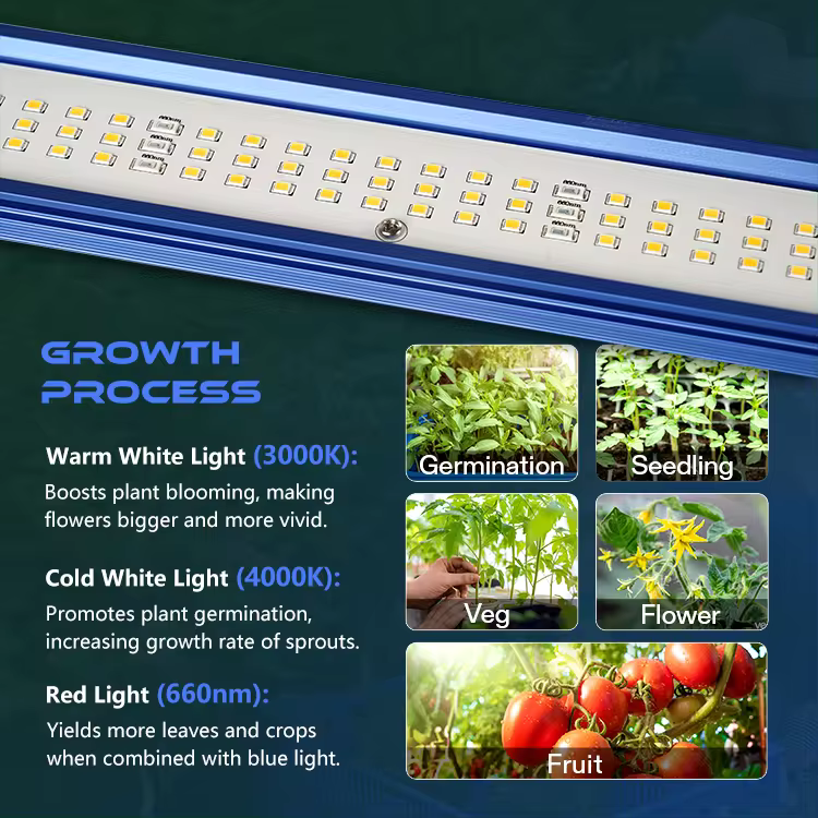 Meijiu 1988-650 Vollspektrum LED Pflanzenlampe 650W Anbau Grow LED Samsung Chips